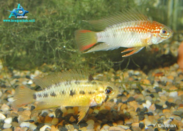 www.israquarium.co.il